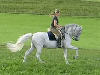 Horse riding gif - With Tenor, maker of GIF Keyboard, add popular Monty Python And The Holy Grail Horse Riding animated GIFs to your conversations. Share the best GIFs now >>>